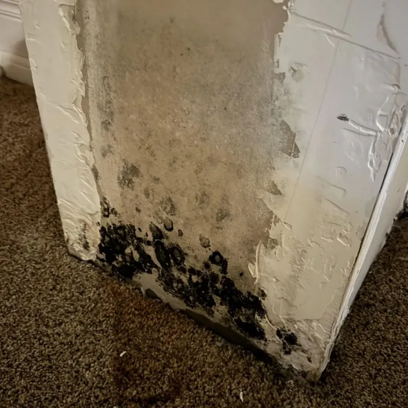 Professional Mold Removal in Bee Cave, TX